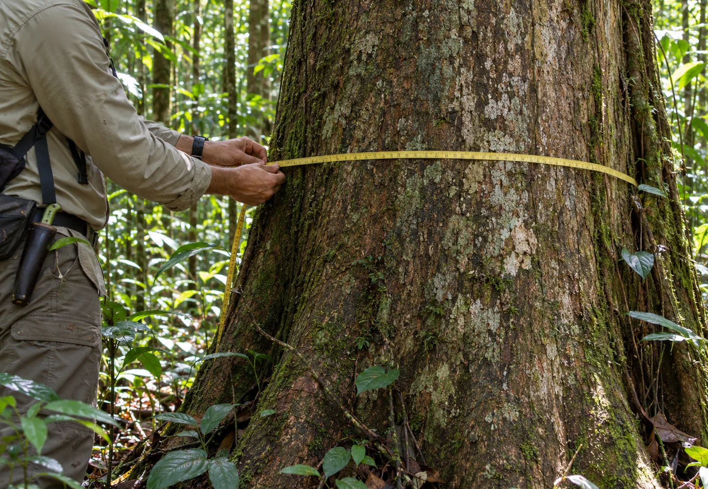 Pesquisador mede o tronco de uma árvore em uma área de floresta amazônica.